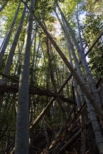 bamboo-makes-for-messy-forests