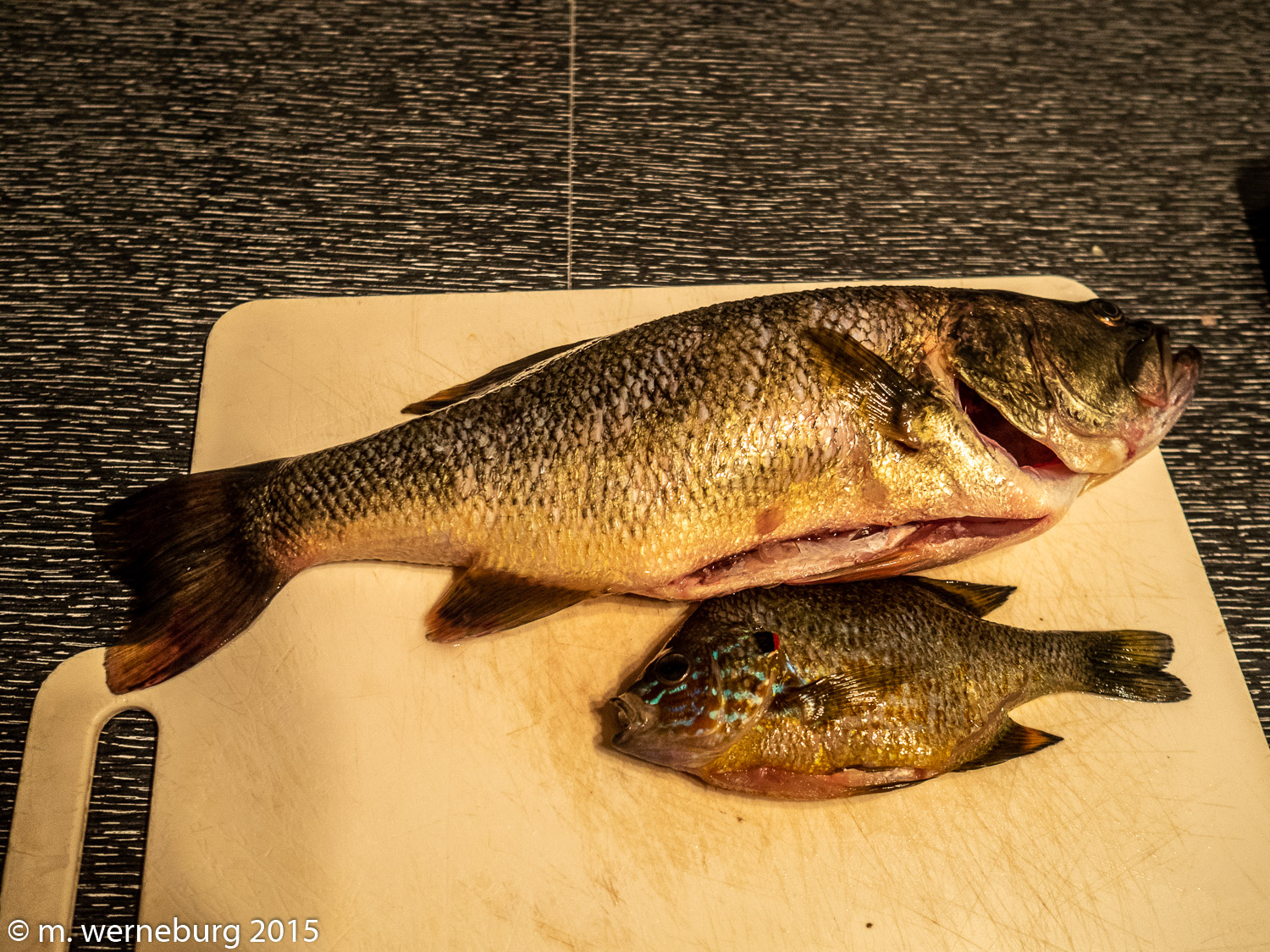 a bass and a pumpkinseed, being cleaned