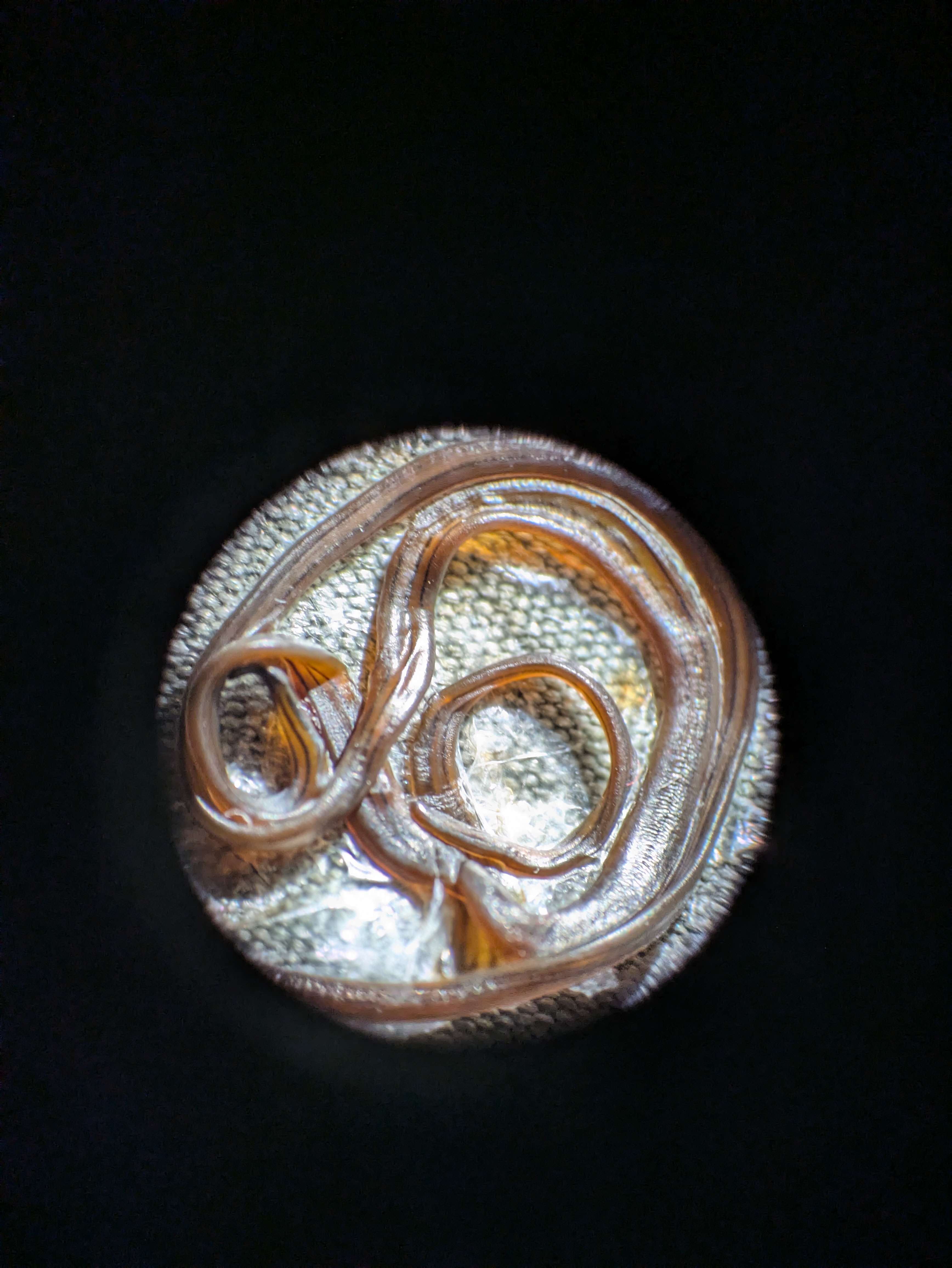 a reverse-lens macro of a dead worm