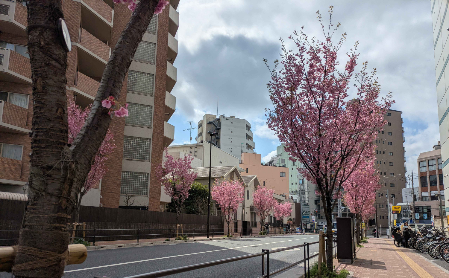 plum blossoms line a street in Kunitachi