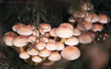 wild-mushrooms