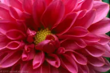 macro-flower-photography