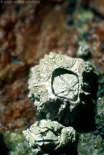 macro-barnacle