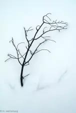 frozen-twig-in-snow