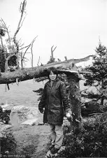 wrecked-tree,-Nova-Scotia