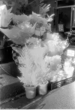 flowers-shot-in-infrarred