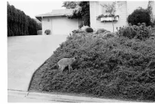 wild-deer-in-nanaimo