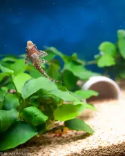 tiny-pleco