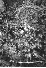 frost-in-soil