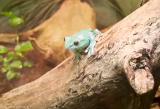 green-tree-frog-in-a-zoo