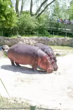 pygmy-hippos-sweating-in-the-summer-sun