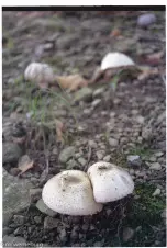 emerging-mushrooms