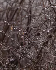ice-coated-branches
