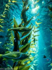 dappled-light-on-a-forest-of-kelp