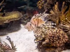 deadly-fish-at-the-aquarium