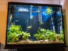 tall-aquarium