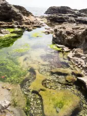 tidal-pools-at-Botany-Bay