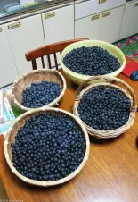 berries-picked-by-two-seniors-in-a-humid-40-degree-morning