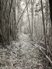 bamboo-path-in-the-hills