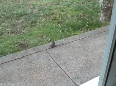 baby-sparrow-on-my-doorstep