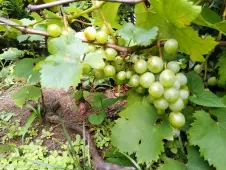 the-grapes-of-summer