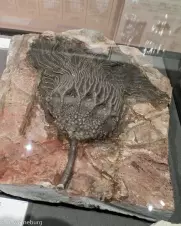 crinoid