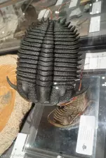 trilobite---note-the-underside