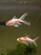 two-of-the-Girl's-new-fish