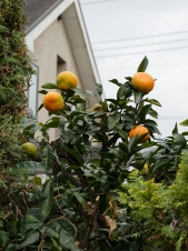 orange-fruit-in-November