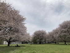 tokyo-park-scape-during-cherry-blossom-time