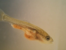 fifteen-day-old-goldfish-fry