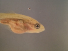 fifteen-day-old-goldfish-fry