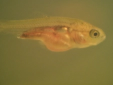 fifteen-day-old-goldfish-fry