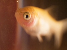 three-week-old-goldfish-fry