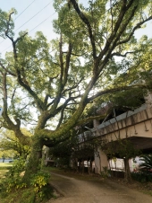 nature-makes-a-stand-in-nagasaki