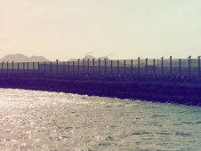 birds-on-a-sea-fence