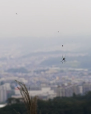 a-spider-looms-over-western-Tokyo