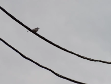 tiny-bird-in-Takao