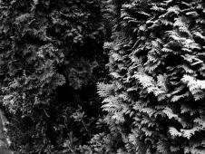 cedars-in-black-and-white