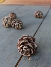 larger-than-life-pinecone