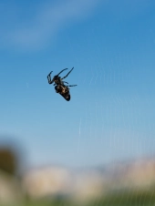 tiny-spider-in-the-morning-sun