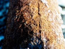 macro-rust-on-a-river-beach