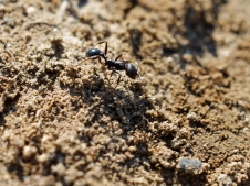 ants-have-hair