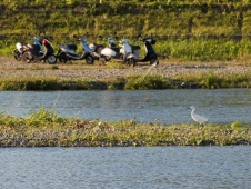 egret-and-vespas