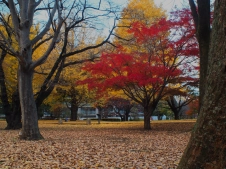 lush-colors-through-long-exposure