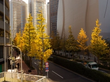 sliver-of-green-in-a-concrete-forest