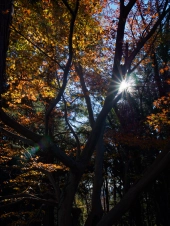 sunstar-on-mt-takao