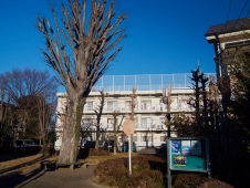 pollarded-trees-in-Kokubunji