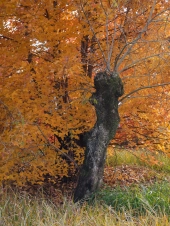 a-thicket-of-small-trees