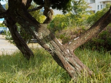 cedars-with-rough-bark